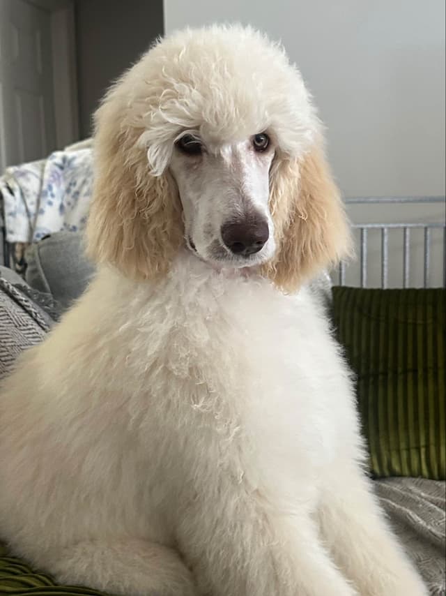 Standard Poodle Puppies - Large media 8