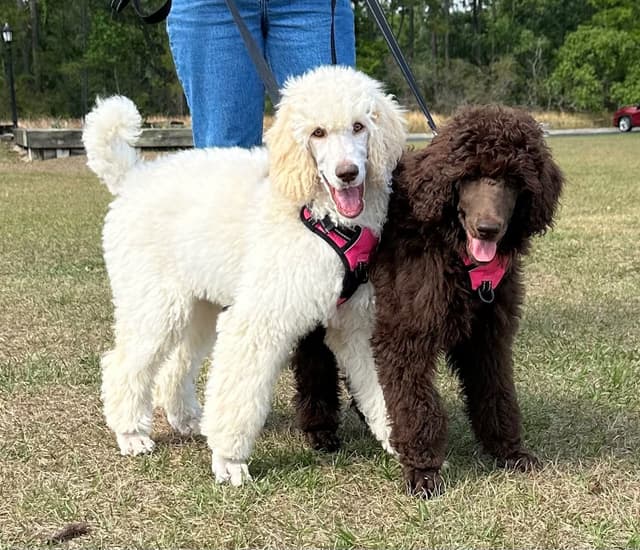 Standard Poodle Puppies - Large media 10