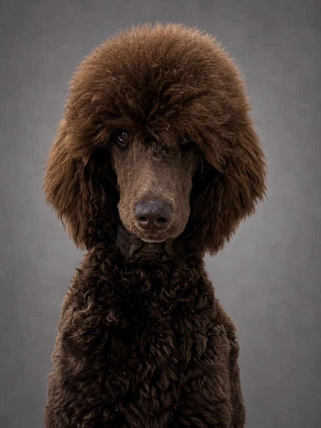 Standard Poodle Puppies - Large media 3