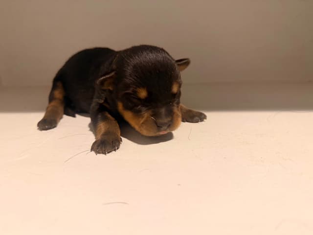 Rottweiler Puppies media 2