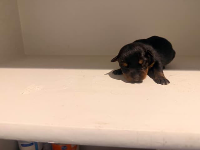 Rottweiler Puppies media 4