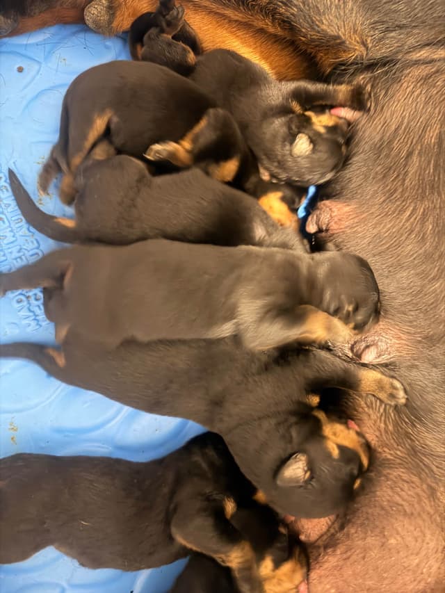 Rottweiler Puppies media 6