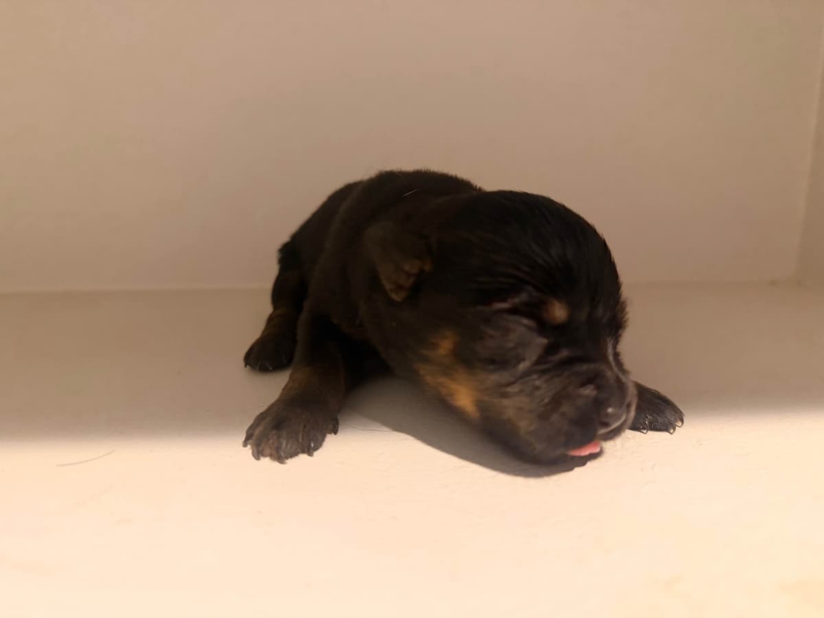 Rottweiler Puppies breeder image 1