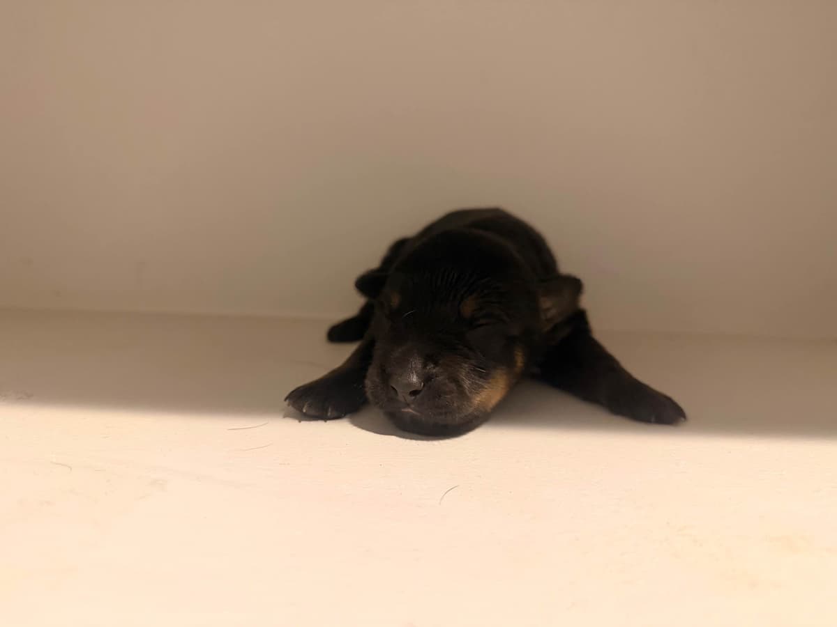 Rottweiler Puppies breeder image 2