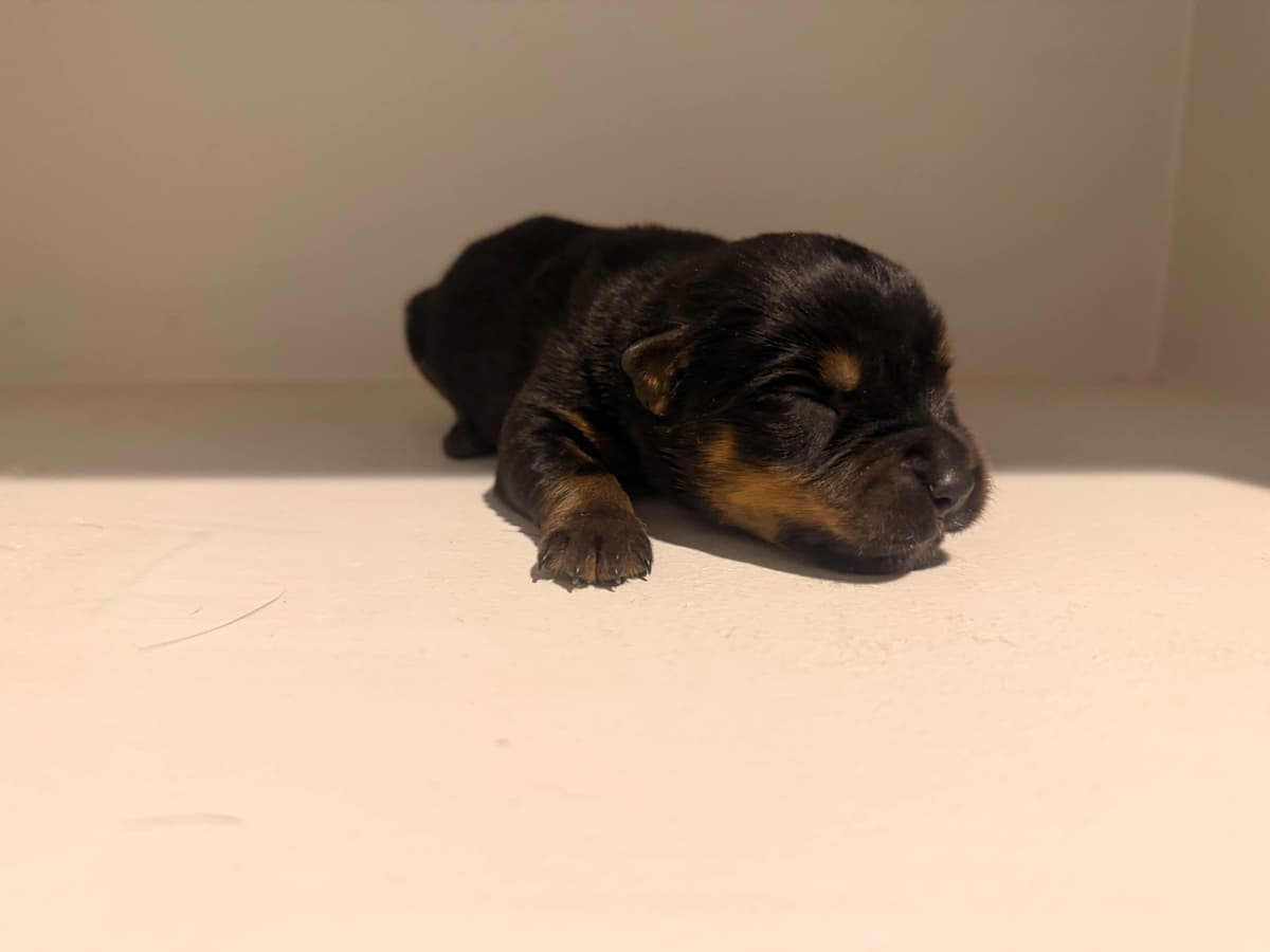 Rottweiler Puppies breeder image 4