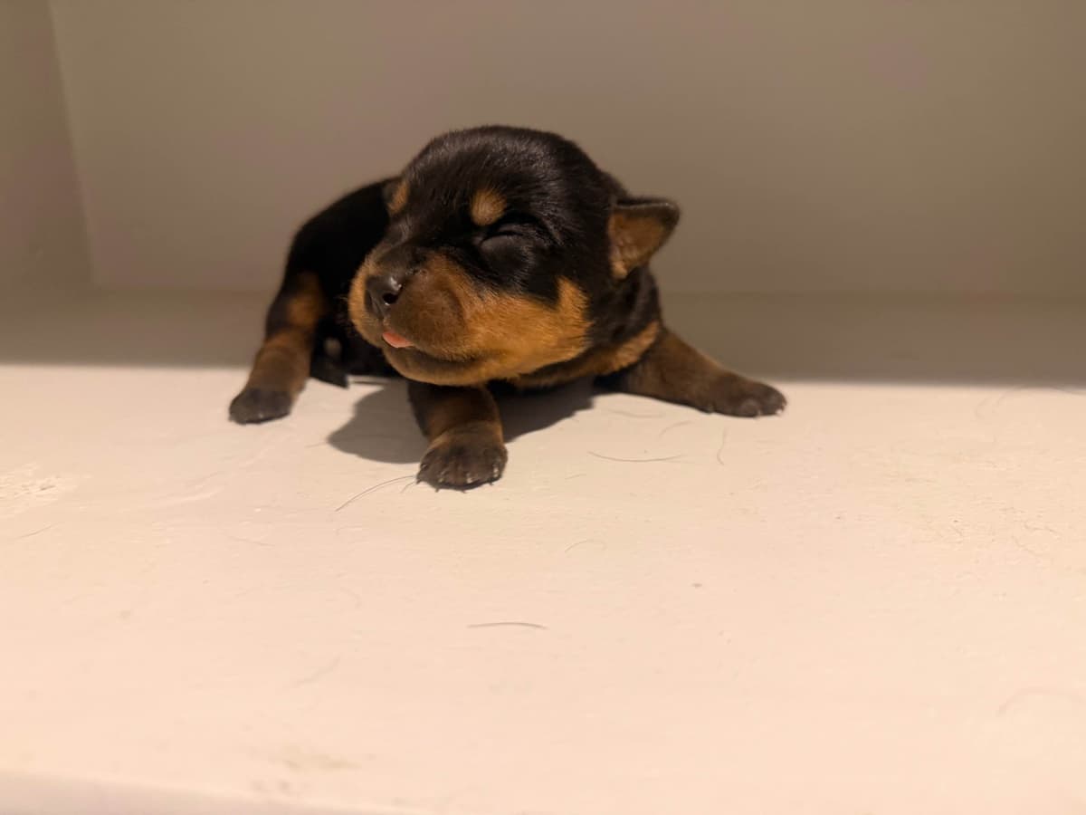 Rottweiler Puppies breeder image 6
