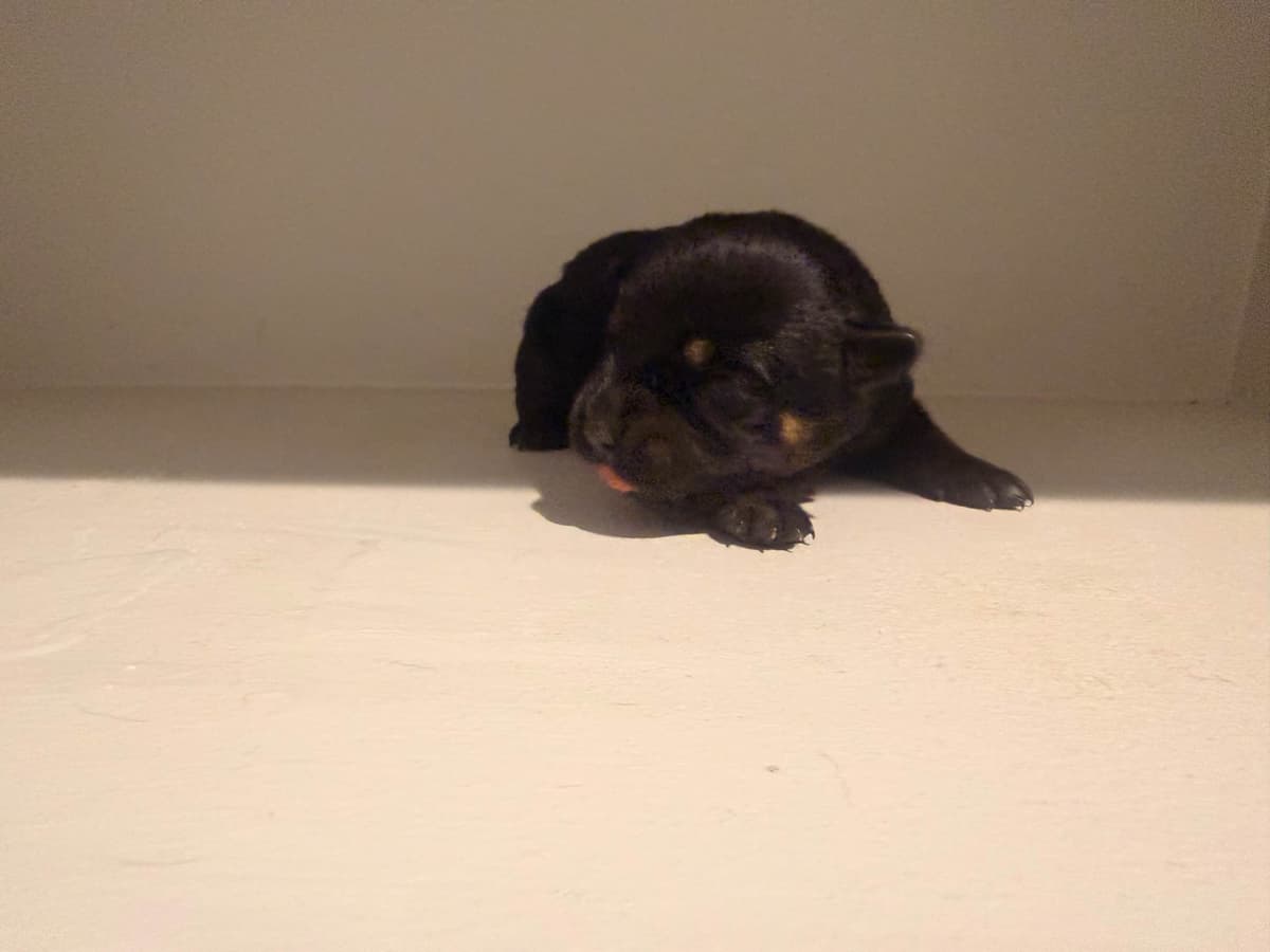 Rottweiler Puppies breeder image 8