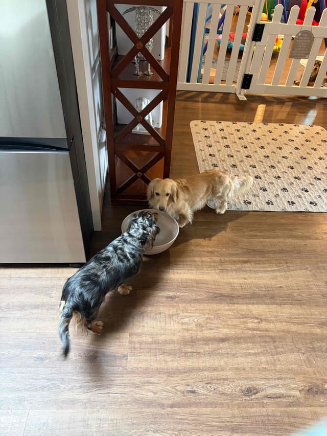 Dachshund Puppies media 2