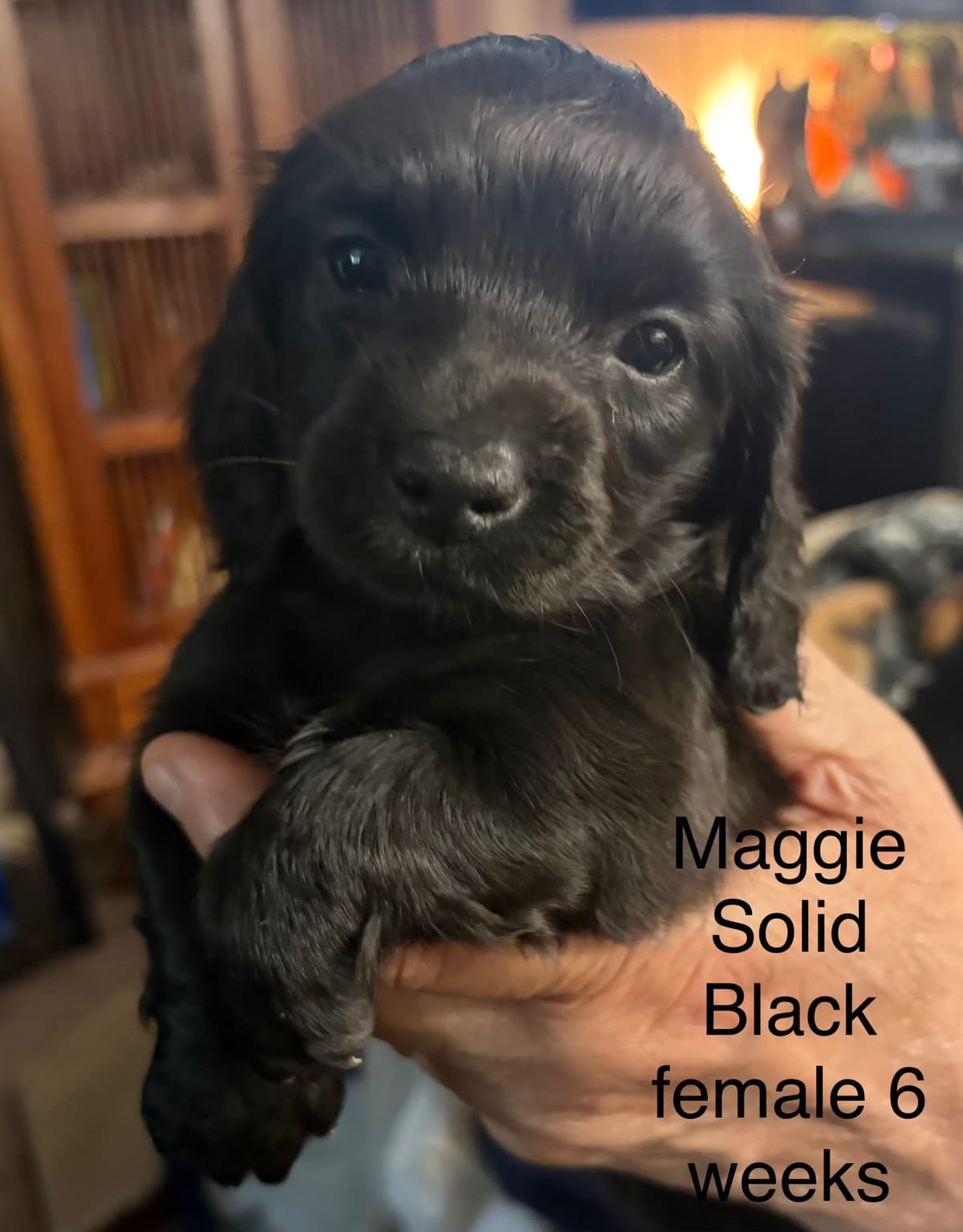 Dachshund Puppies breeder image 2