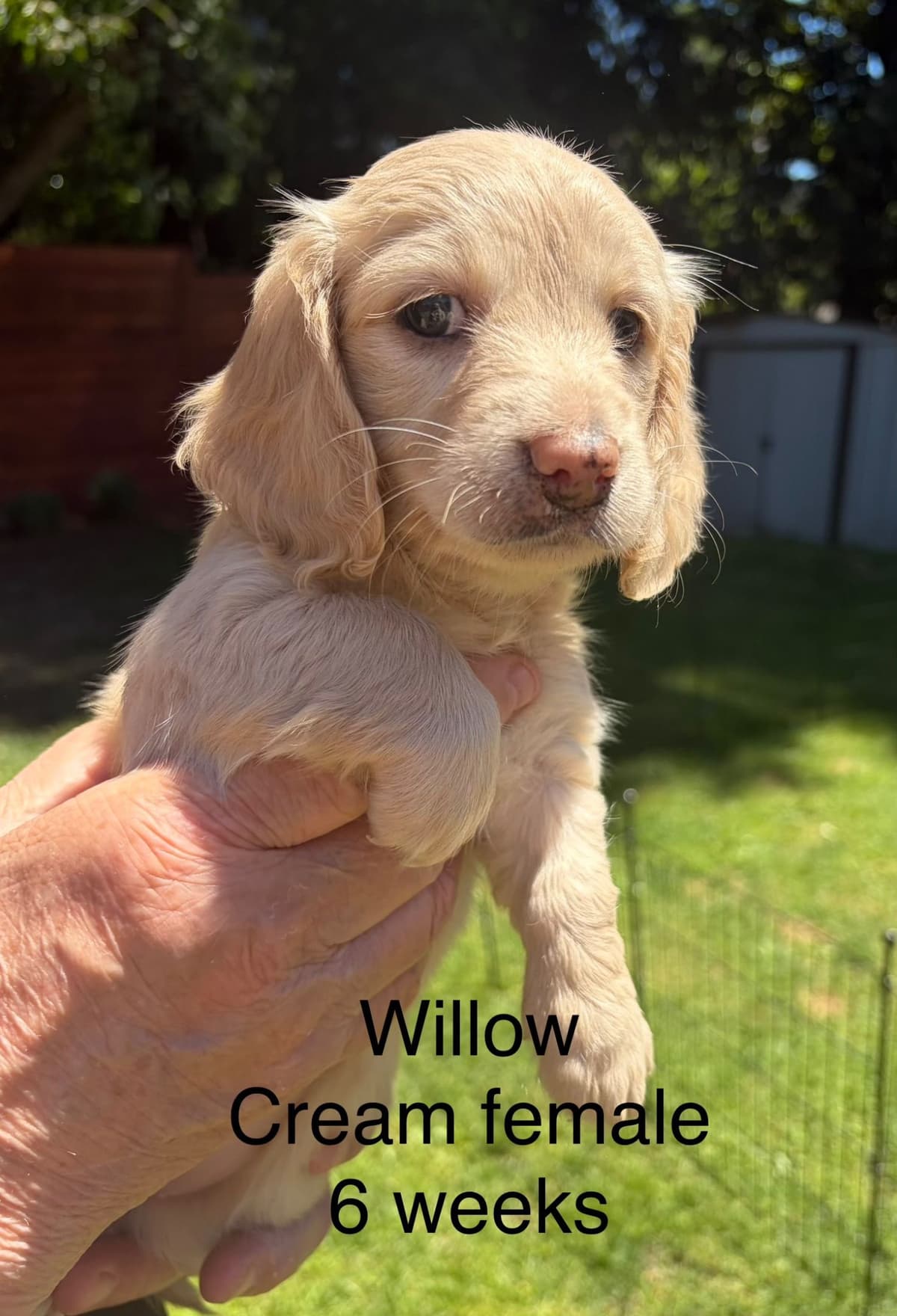 Dachshund Puppies breeder image 1