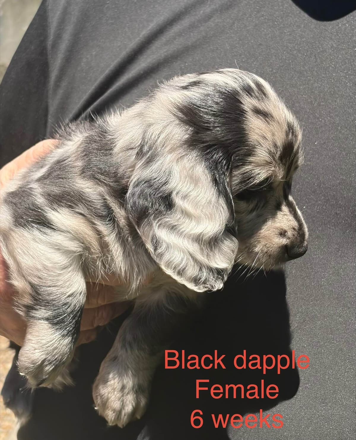Dachshund Puppies breeder image 4