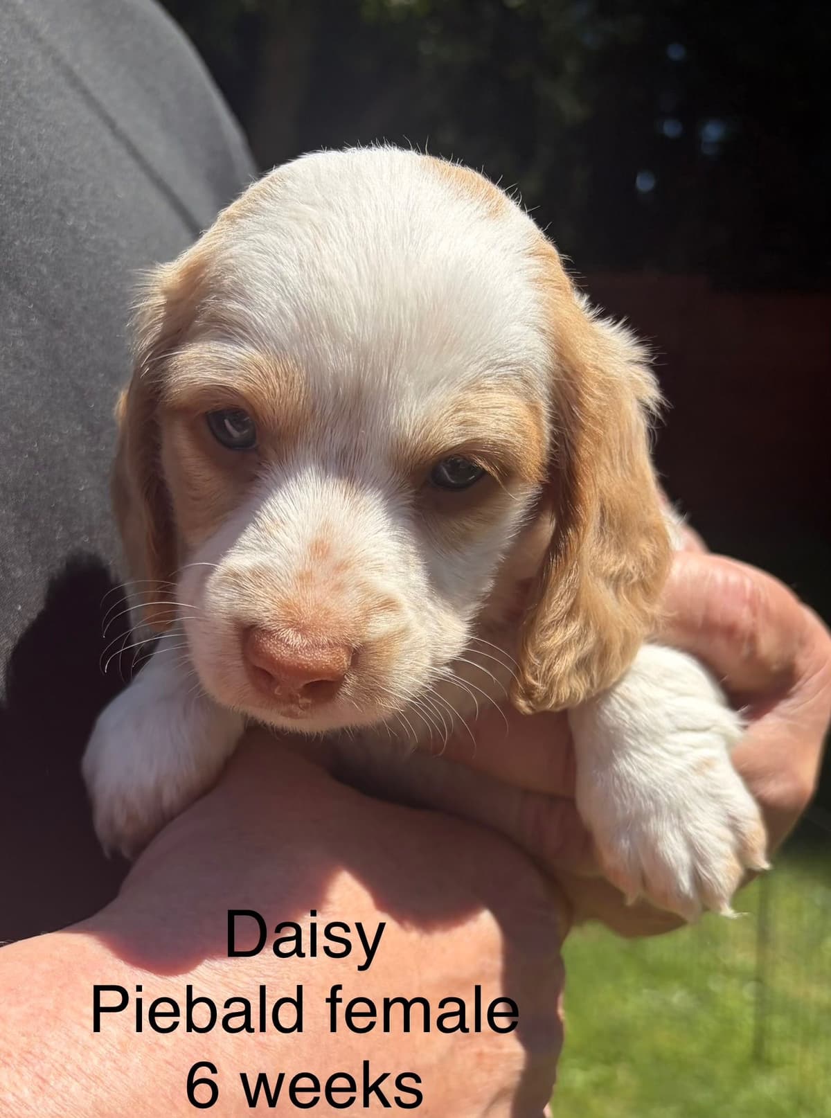 Dachshund Puppies breeder image 3