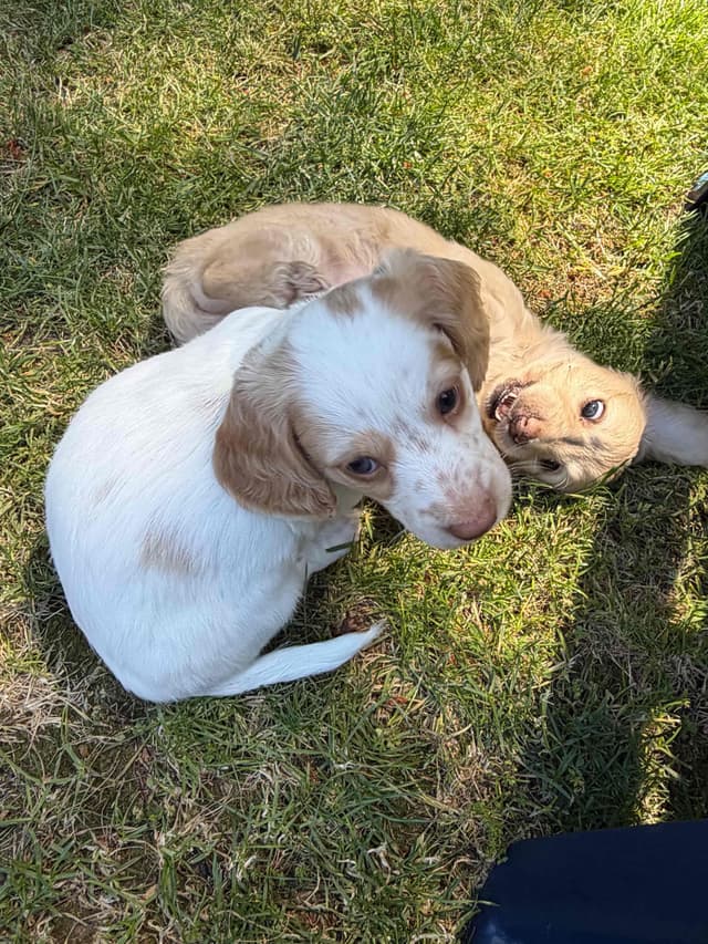 Dachshund Puppies media 4