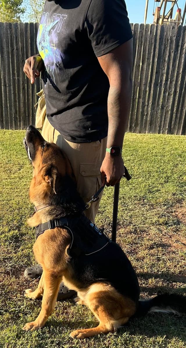 German Shepherd Puppies media 2