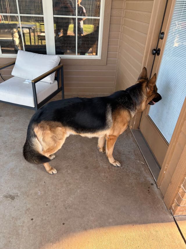 German Shepherd Puppies media 3