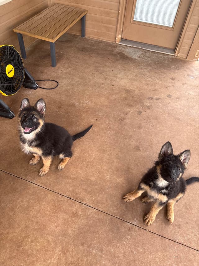 German Shepherd Puppies media 4