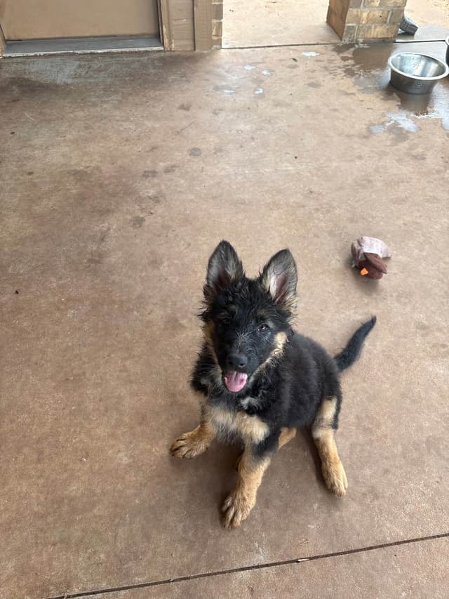German Shepherd Puppies media 5