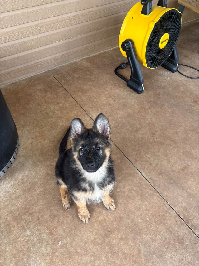 German Shepherd Puppies media 6