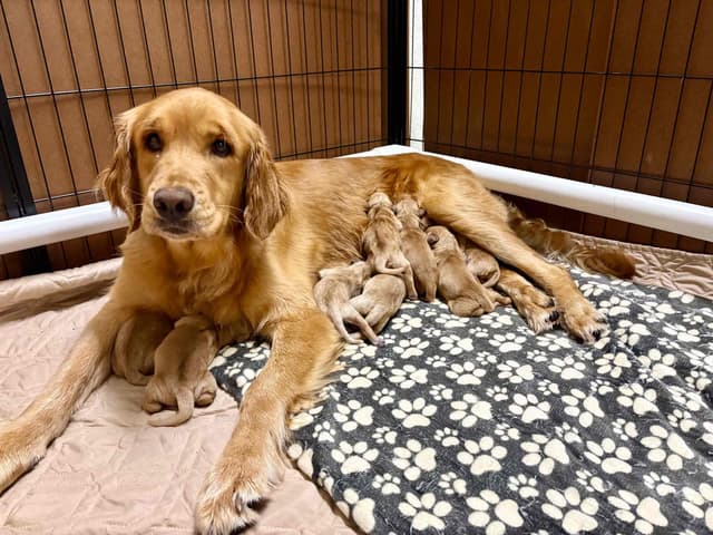 Updated 7/6/26. One male remains!  Ready for his forever home!! media 2