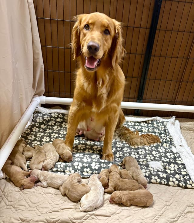 Female still available 7/4/26. Ready to go home! media 3