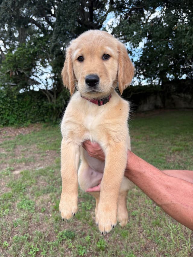 Female still available 7/4/26. Ready to go home! media 2
