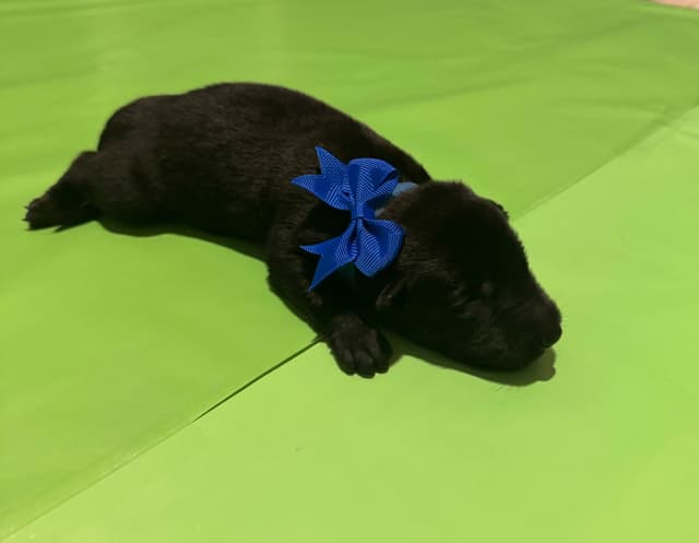 Belgian Malinois Puppies media 3