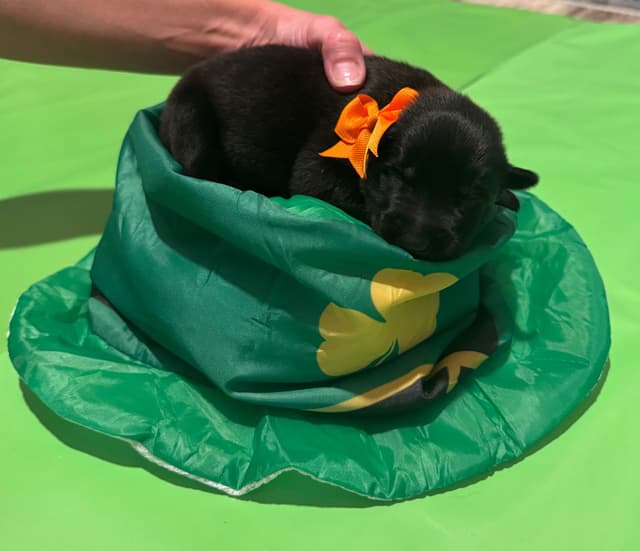 Belgian Malinois Puppies media 4