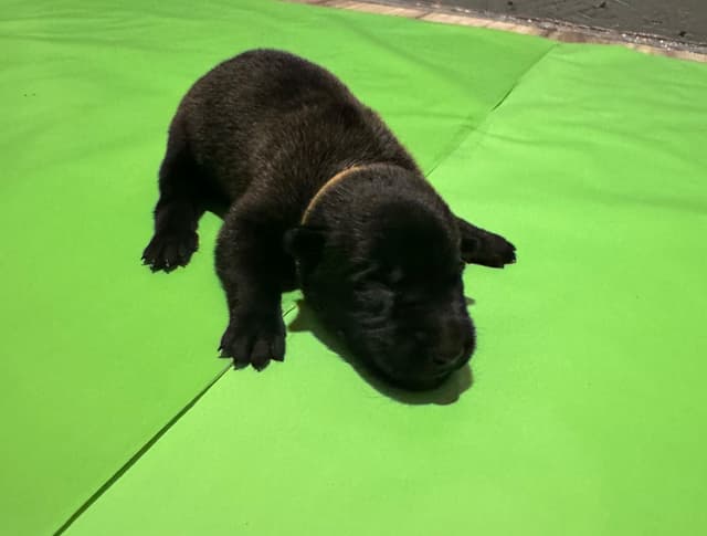 Belgian Malinois Puppies media 6