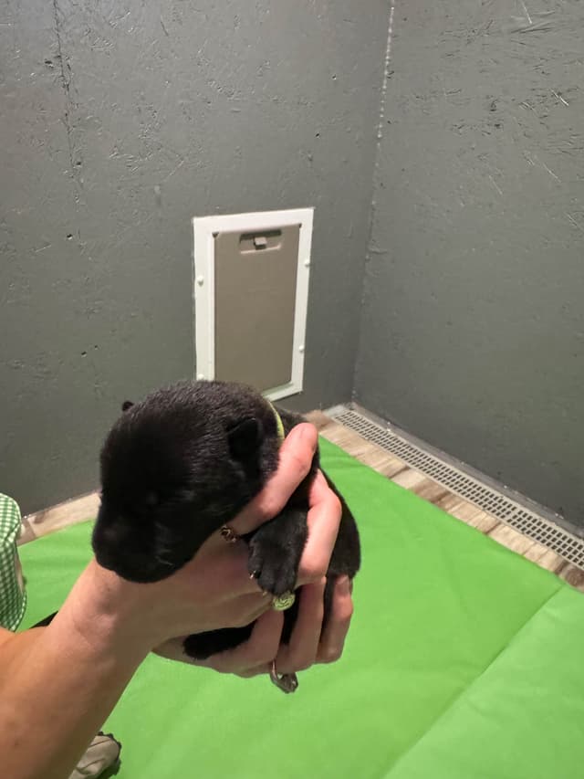 Belgian Malinois Puppies media 7