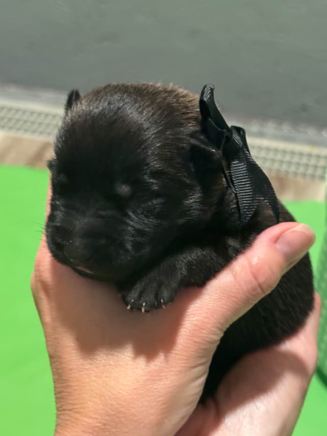 Belgian Malinois Puppies media 8
