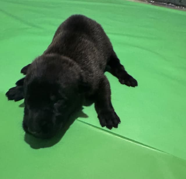 Belgian Malinois Puppies media 10