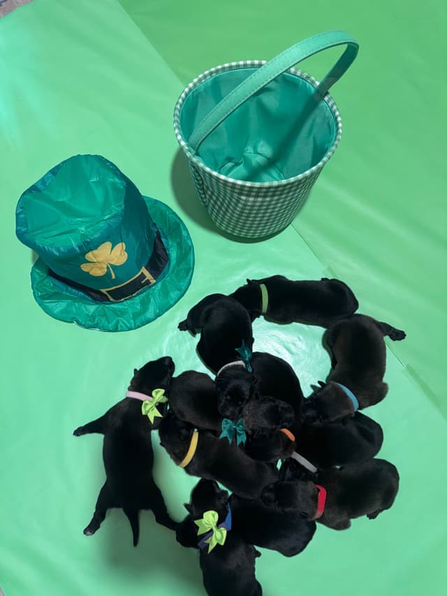 Belgian Malinois Puppies media 11