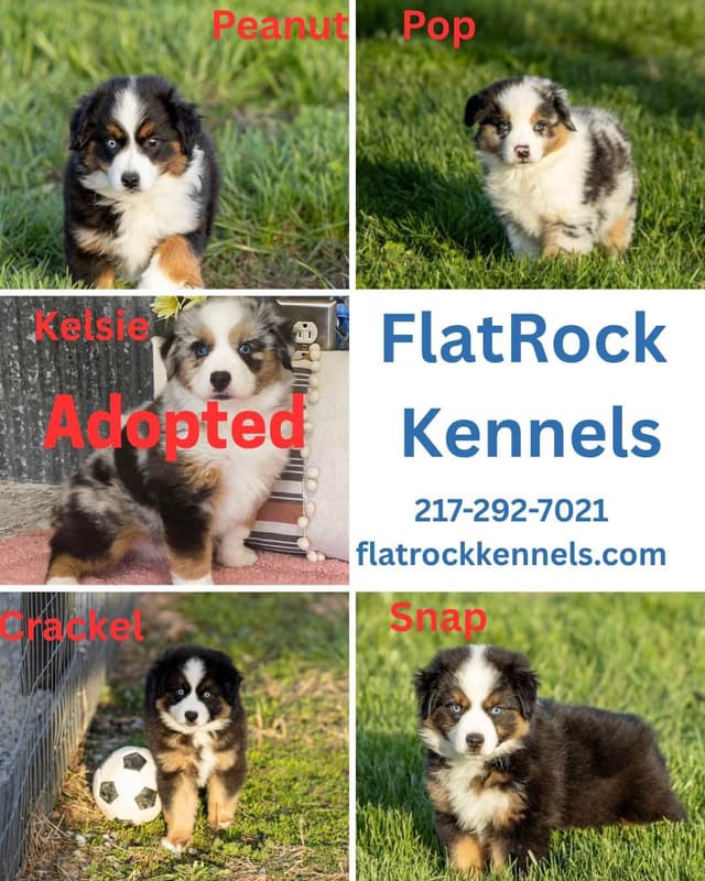 Miniature American Shepherd Puppies media 2