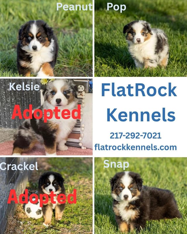 Miniature American Shepherd Puppies media 3