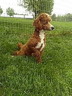 MINI POODLE PUPPIES❤️🐾CALL 717-314-7947 breeder image 6