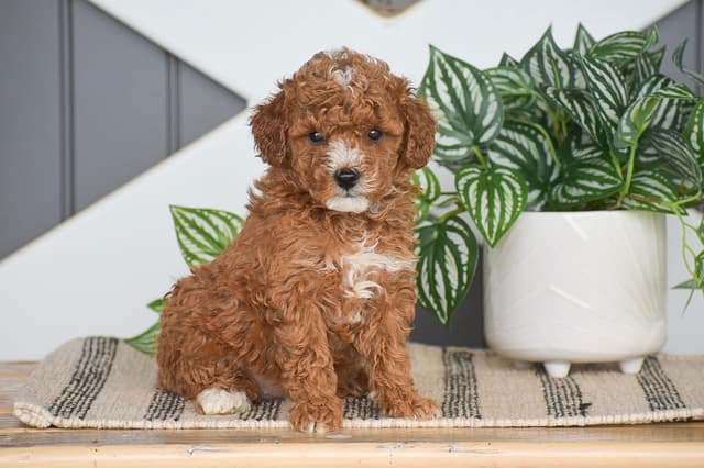MINI POODLE PUPPIES❤️🐾CALL 717-314-7947 media 3