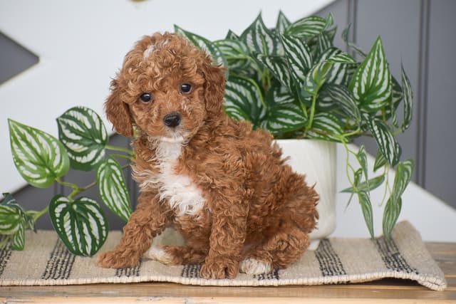 MINI POODLE PUPPIES❤️🐾CALL 717-314-7947 media 5