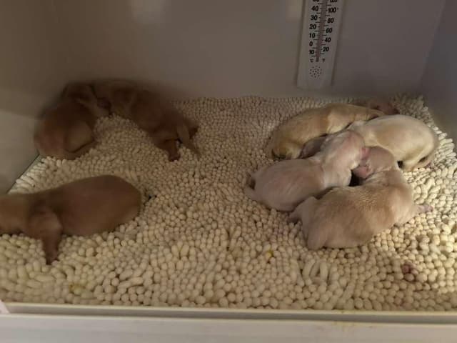 Exceptional Golden Retriever Puppies Available media 5