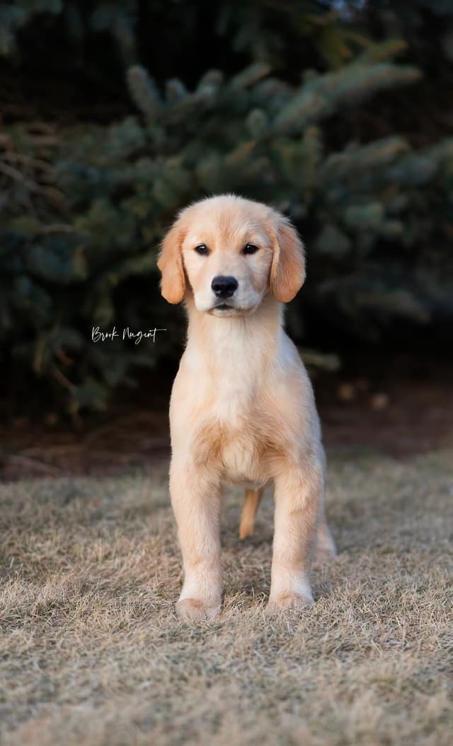 Exceptional Golden Retriever Puppies Available media 9