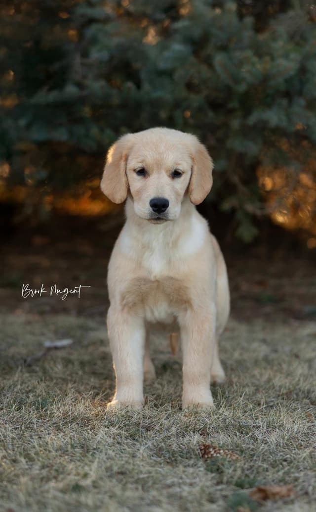 Exceptional Golden Retriever Puppies Available media 15