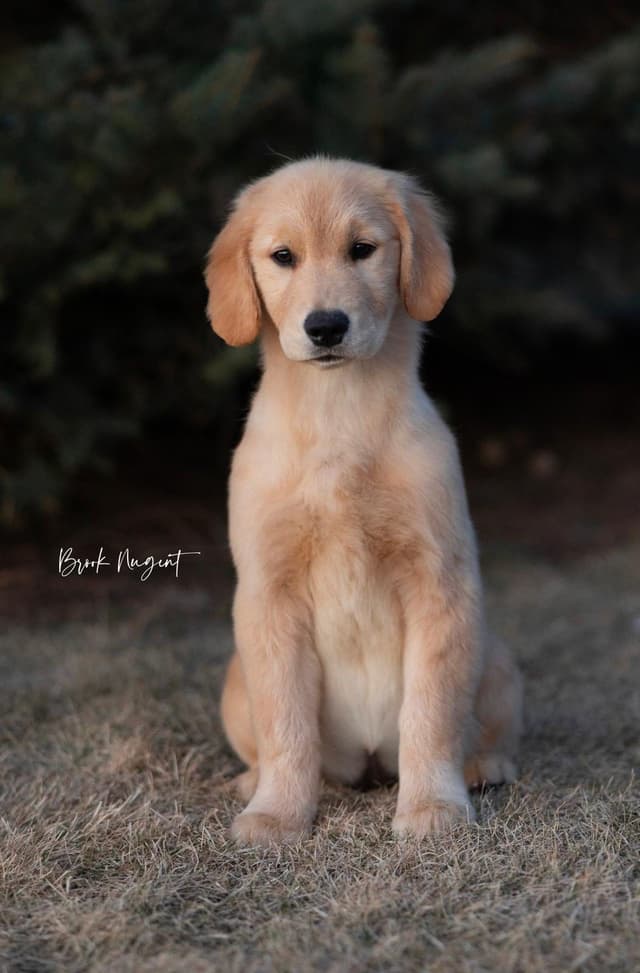 Exceptional Golden Retriever Puppies Available media 11