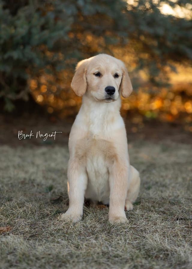 Exceptional Golden Retriever Puppies Available media 16