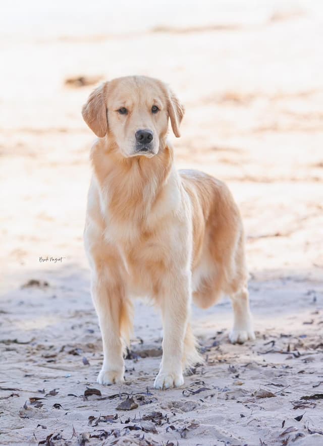 Exceptional Golden Retriever Puppies Available media 2