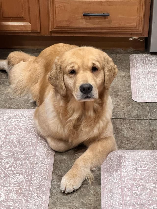Exceptional Golden Retriever Puppies Available media 3