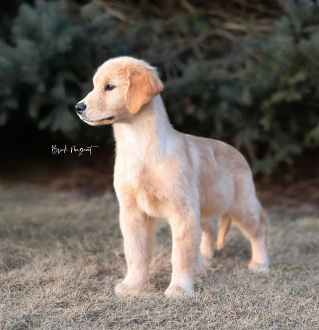 Exceptional Golden Retriever Puppies Available media 13