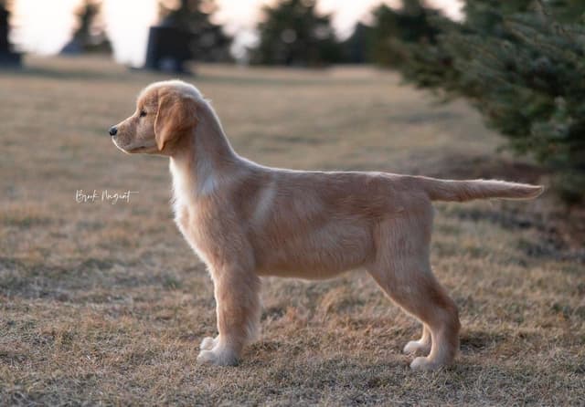 Exceptional Golden Retriever Puppies Available media 10