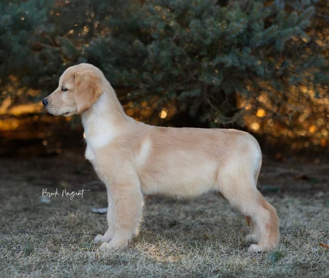 Exceptional Golden Retriever Puppies Available media 17