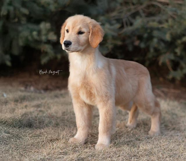 Exceptional Golden Retriever Puppies Available media 12