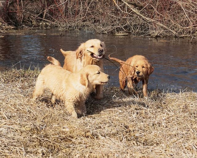 Exceptional Golden Retriever Puppies Available media 22
