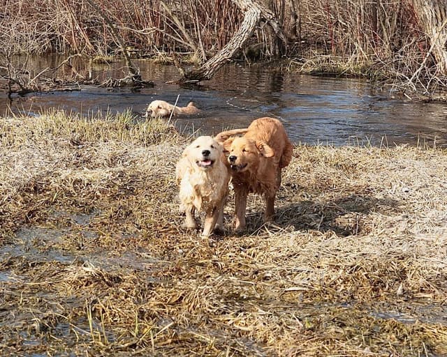 Exceptional Golden Retriever Puppies Available media 23